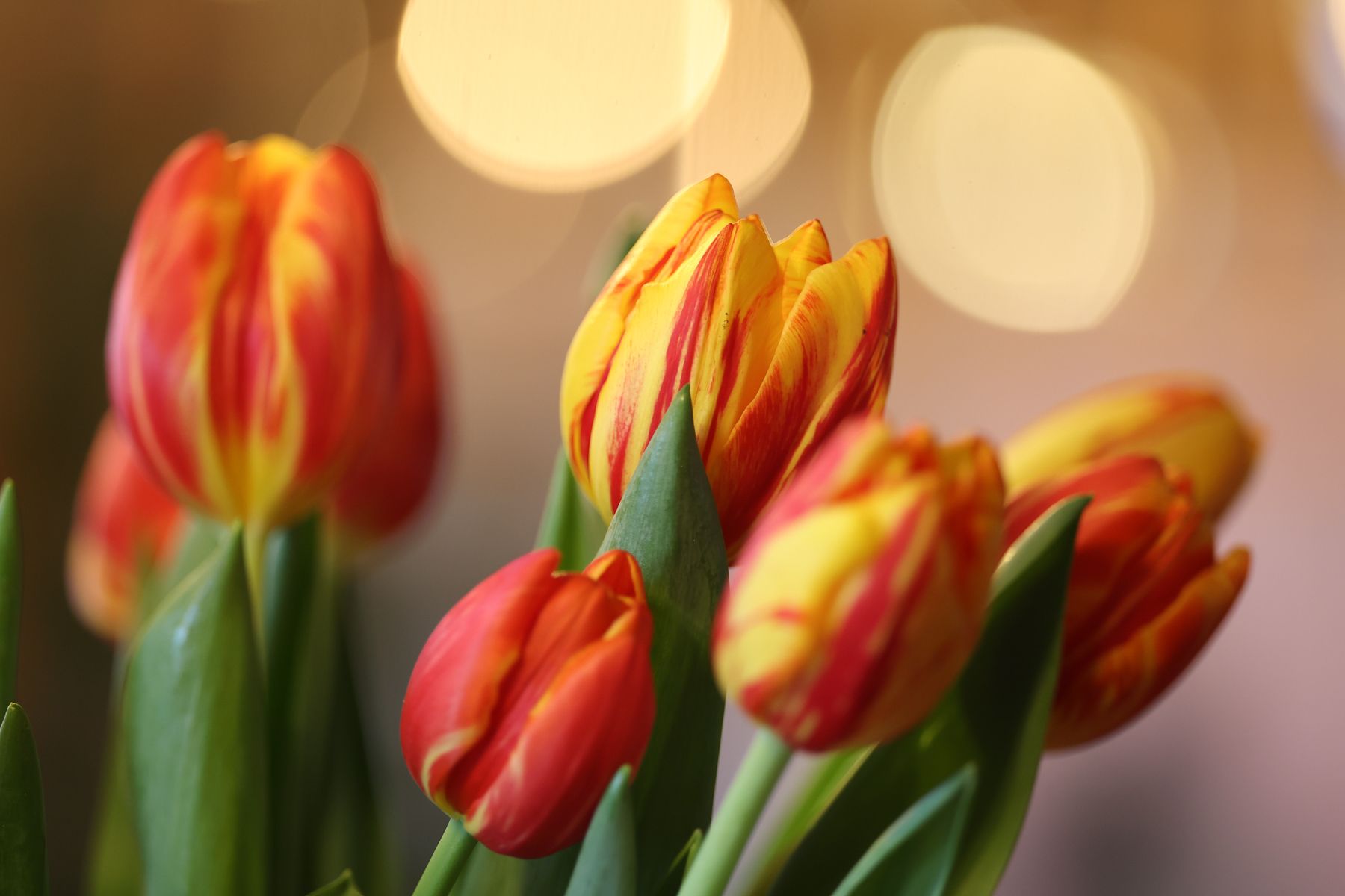 Все прекрасное ассоциируется с образом женщины — Токаев